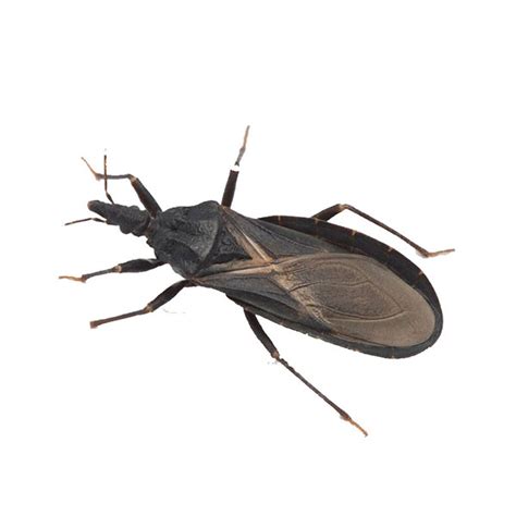 Kissing Bug Identification Habits And Behavior Florida Pest Control
