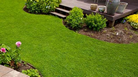Grass Alternatives 12 Low Maintenance Lawn Replacements