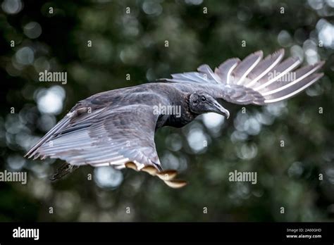Black Vulture In Flight With Fully Open Wings Stock Photo Alamy