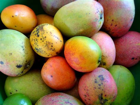 famous mango varieties in india king of fruits