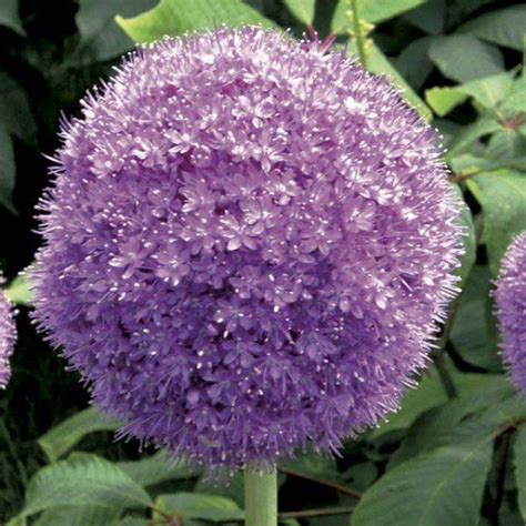 Alliums Vari T S D Ail D Ornement Fleurissant En Fin De Printemps