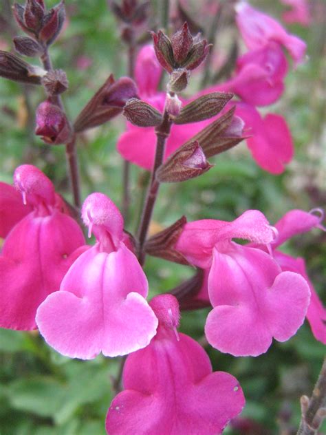 Salvia Pink Blush In 75mm Supergro Tube Trigg Plants