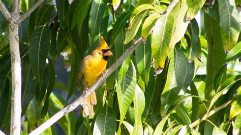 Extremely Rare Yellow Cardinal Spotted In Florida — Twice