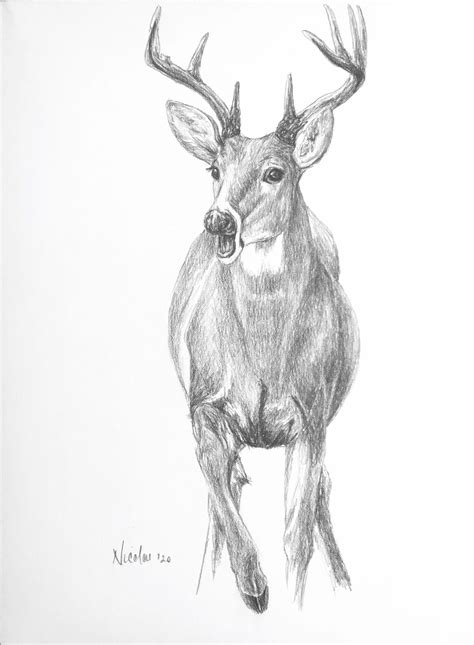 Whitetail Deer Drawing