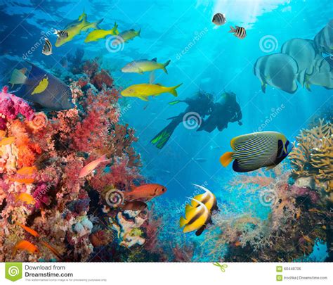 Colorful Underwater Reef With Coral And Sponges Stock