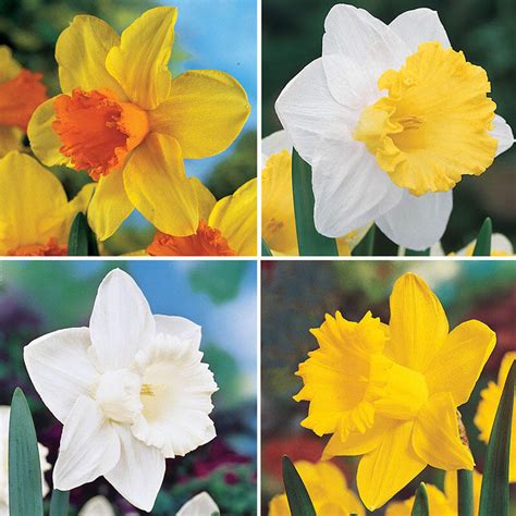 Trumpet Daffodil Collection Brecks