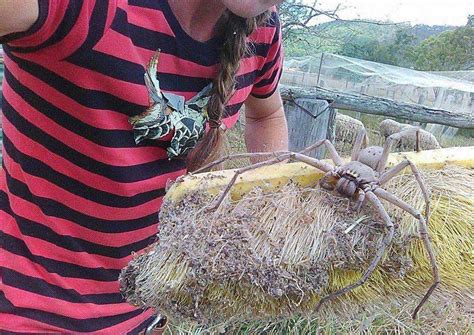 Is This The World S Biggest Huntsman Spider Ever Photographed World