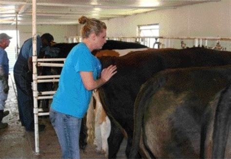 how to preg check a cow by hand most beef producers routinely pregnancy test cows after