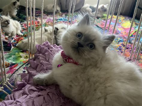 Purebred Ragdoll Kittens Available Petsforhomes