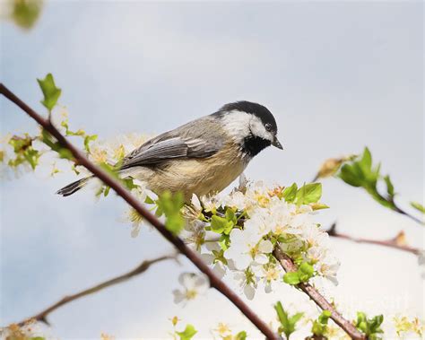 Black Capped Chickadee In Spring Flowers Photograph By Jackie Follett