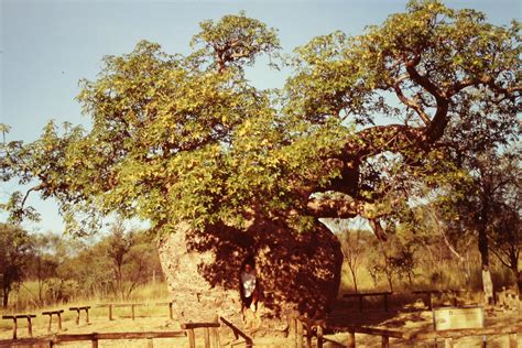 Boab Prison Tree Photo