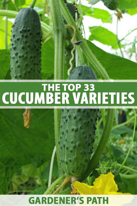 33 Of The Best Cucumber Varieties To Grow At Home