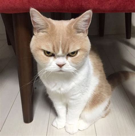 This Is Angry Cat In The World Angry Animals Baby Animals Cute