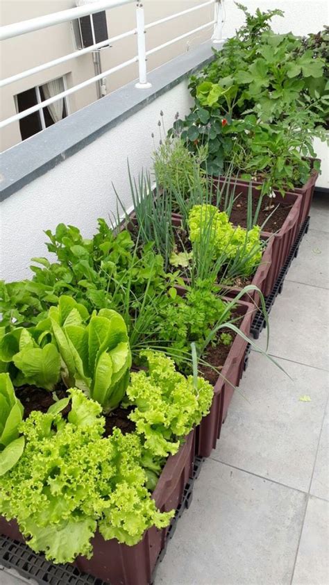 Growing Vegetables On The Balcony Or Terrace My Desired Home