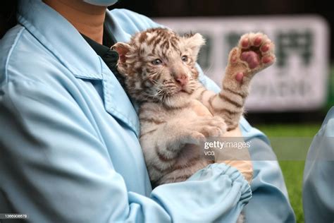 Newborn Twin White Tiger Cub Makes Debut At The Chimelong Safari Park