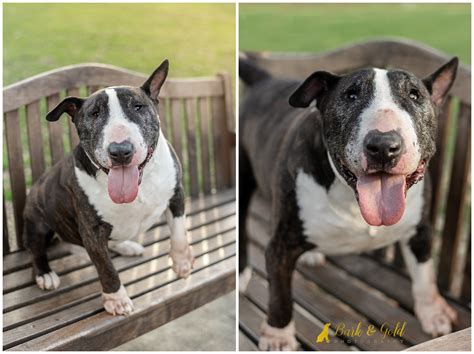 Chico Gilligan The Bull Terrier Pittsburgh Dog Photography Bark