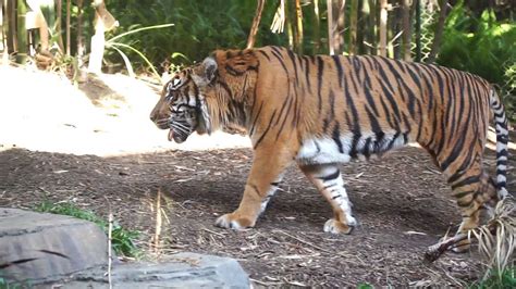J 345 San Diego Zoo Safari Park Tiger Trail Condor Trail Youtube