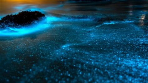 Best Bioluminescent Beaches In The World Travellers Elixir