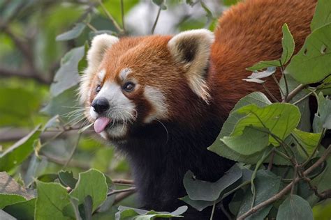 Red Panda Red Panda Endangered Rainforest Animals Red Panda Cute
