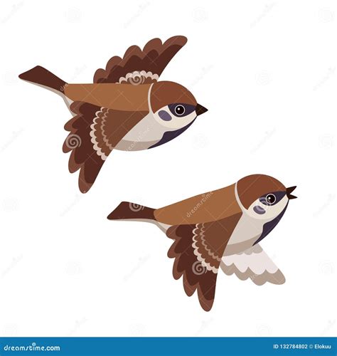 Set Of Sparrows Isolated On A White Background Vector Graphics Stock