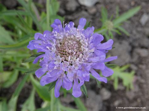 Scabiosa Japonica Alpina Dwarf Pincushion Flower