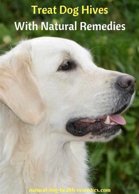 Dog Hives Urticaria Symptoms Causes And Home Treatment