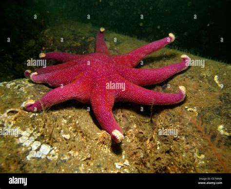 Purple Sun Star Starfish Stock Photo Alamy