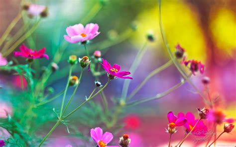 There are different kinds of wallpapers available. Amazing World: Beautiful nature and flowers wallpaper ...