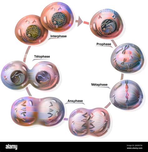 Différents Stades De La Mitose Prophase Métaphase Anaphase