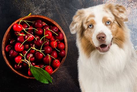 Can Dogs Safely Consume Cherries
