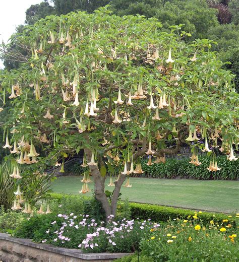 Image Detail For Angels Trumpet Brugmansia Tower Garden Garden