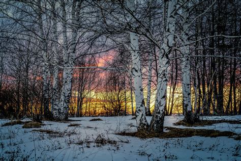 Birches At Sunset Photograph By Igor Klyakhin Fine Art America