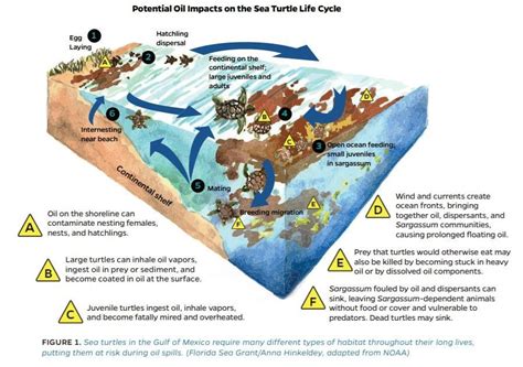 How Do Oil Spills Affect The Environment World Economic Forum