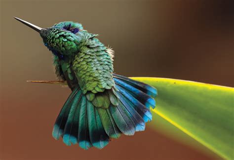 Breathtaking Bird Photos The Winners Of The Audubon Photo Contest