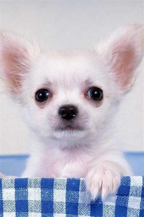 67 Chihuahua Image Bleumoonproductions