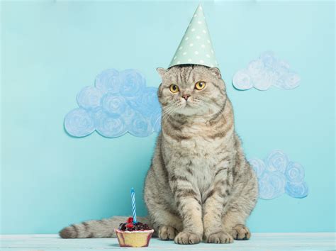 Compound of 誕生 (tanjō, birth) +‎ 日 (hi, day). 猫用ケーキのおすすめ6選【安全でかわいい】誕生部など特別な ...