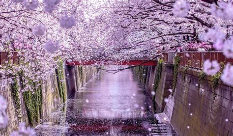 Les Cerisiers Sont En Fleurs Au Japon Au Printemps Sakura Hanami