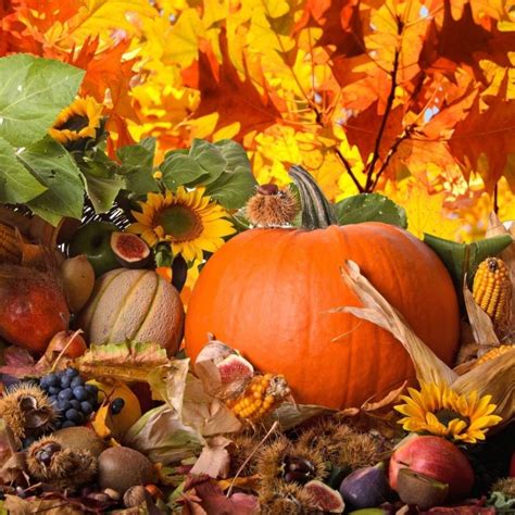 10 Top Free Thanksgiving Screensavers Wallpaper Full Hd