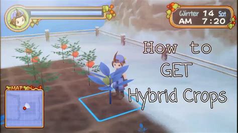 Harvest Moon Holv How To Get Hybrid Crops Youtube