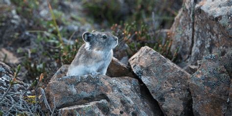 Pika Pika Real Life Wildlife That Could Inspire Future Pokemon The