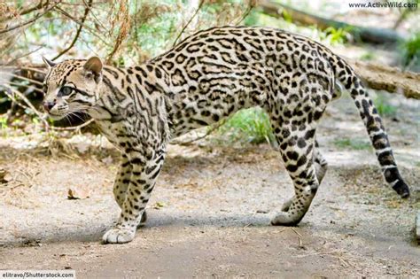 Wild Cats Of North America All North American Cats List Pictures And Facts