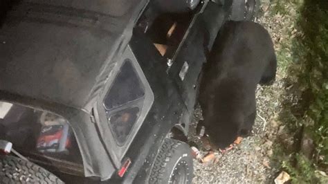 Black Bear Breaks Into Vehicle Guzzles 69 Cans Of Pop Cbc News