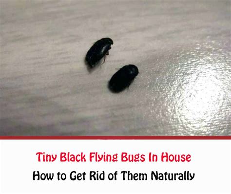 Tiny Black Insetti Volanti In Casa Come Sbarazzarsi Di Loro In Casa In