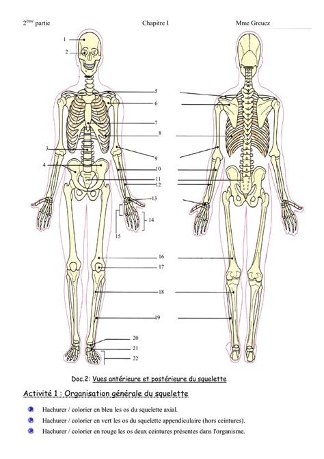 Vues Ant Rieure Et Post Rieure Du Squelette