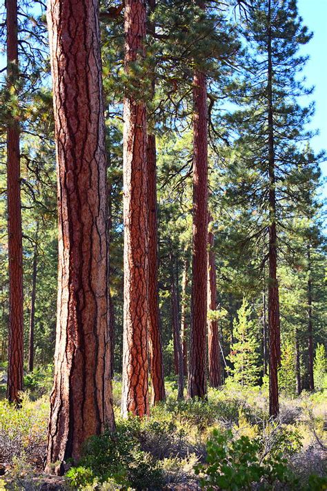 Ponderosa Pine Trees Photograph By Bandie Newton