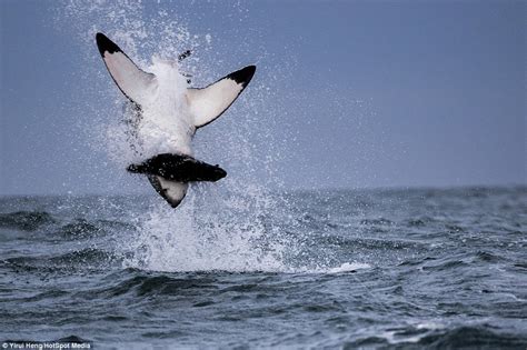 Est100 一些攝影some Photos Great White Shark Hunting Seals 大白鯊 捕獵海豹