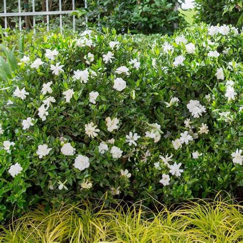 Frost Proof Gardenia Lowes This Southern Shrub Produces Fragrant