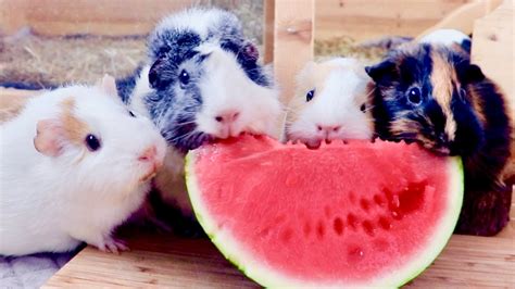 What do you feed your guinea pig? Guinea Pigs Eating Watermelon - YouTube