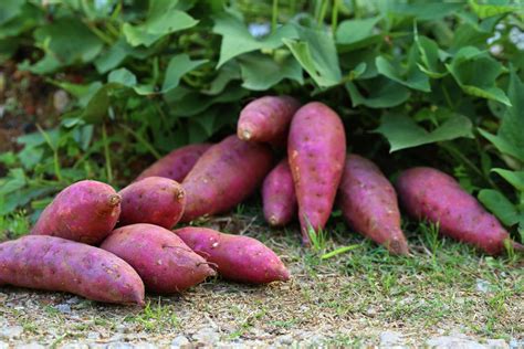 How To Grow Sweet Potatoes Bunnings New Zealand