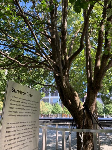 911 Memorial Survivor Tree Countless Memorials Throughout New York